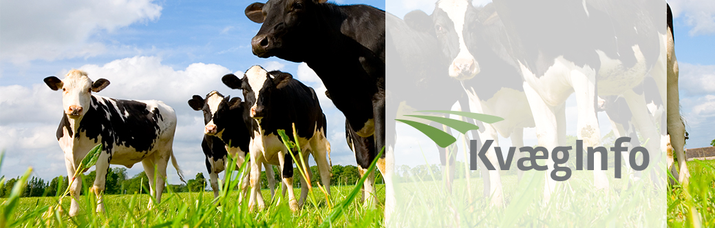 KvægInfo – Juni 2023
