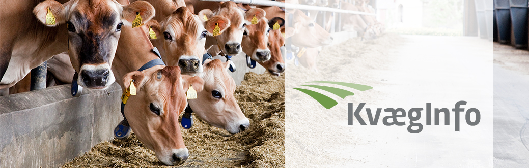 KvægInfo – Februar 2025