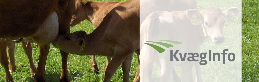 KvægInfo – August 2023