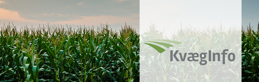 KvægInfo – September 2025