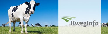 KvægInfo – Juni 2024